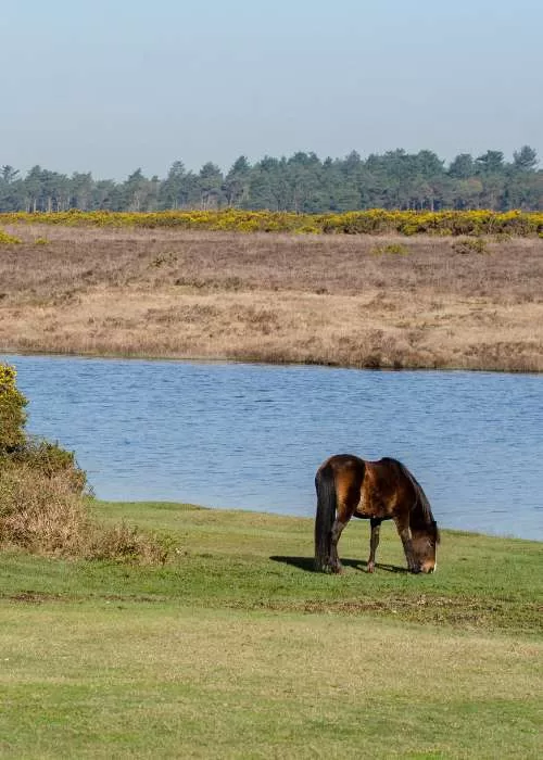 New Forest pony grazing near water, representing local areas served by New Forest Wills
